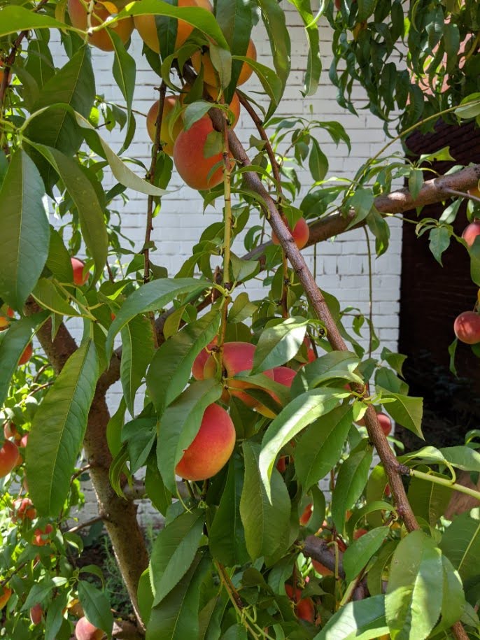 Peaches on a tree