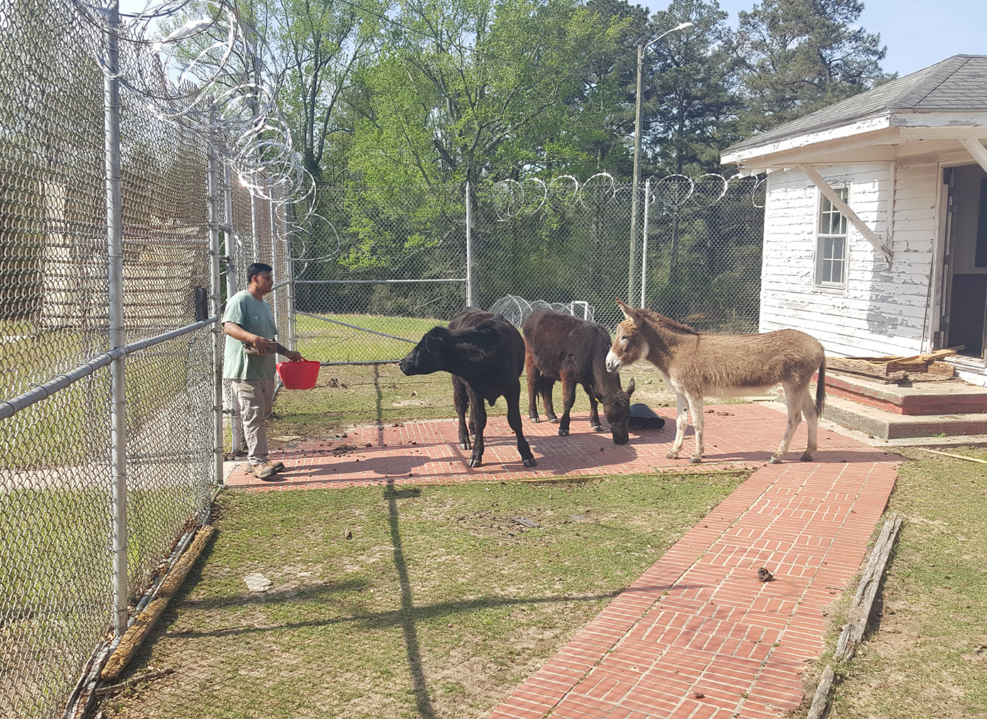 Ezekiel Jones, Operational Coordinator, coaxes the animals out to pasture in the morning. GrowingChange's donkey, Miss Easter, was born on Easter Sunday five years ago.